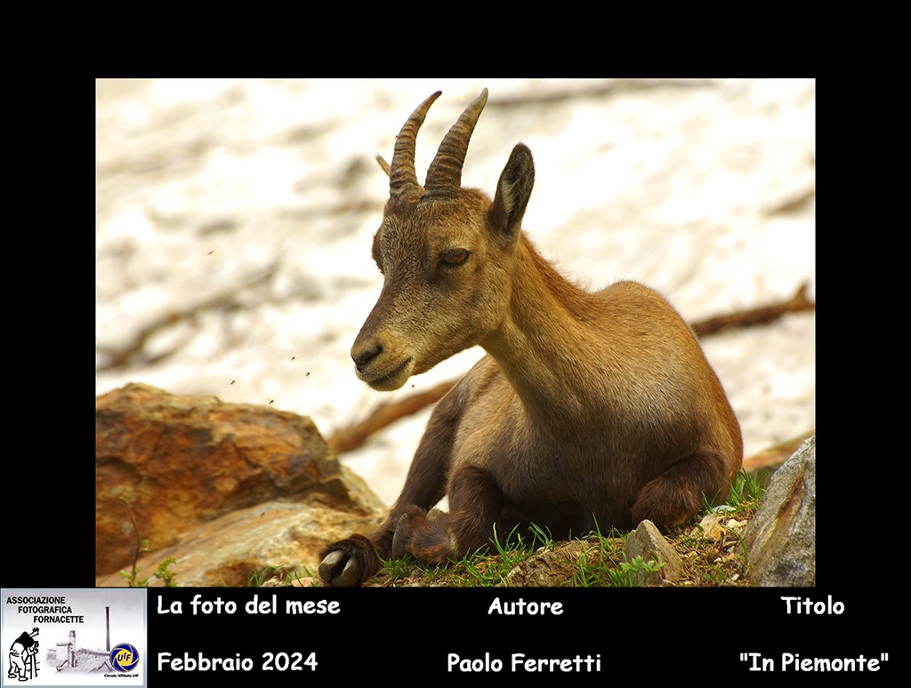 AFF foto del mese Febbraio 2024