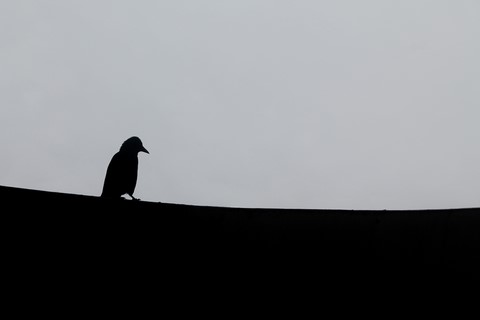 foto chianni 2018 20