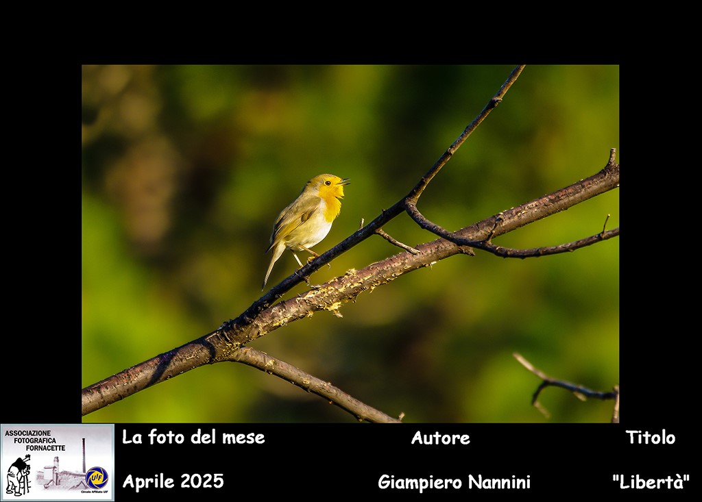 AFF FOTO DEL MESE APRILE 2025